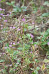 Curtiss' milkwort